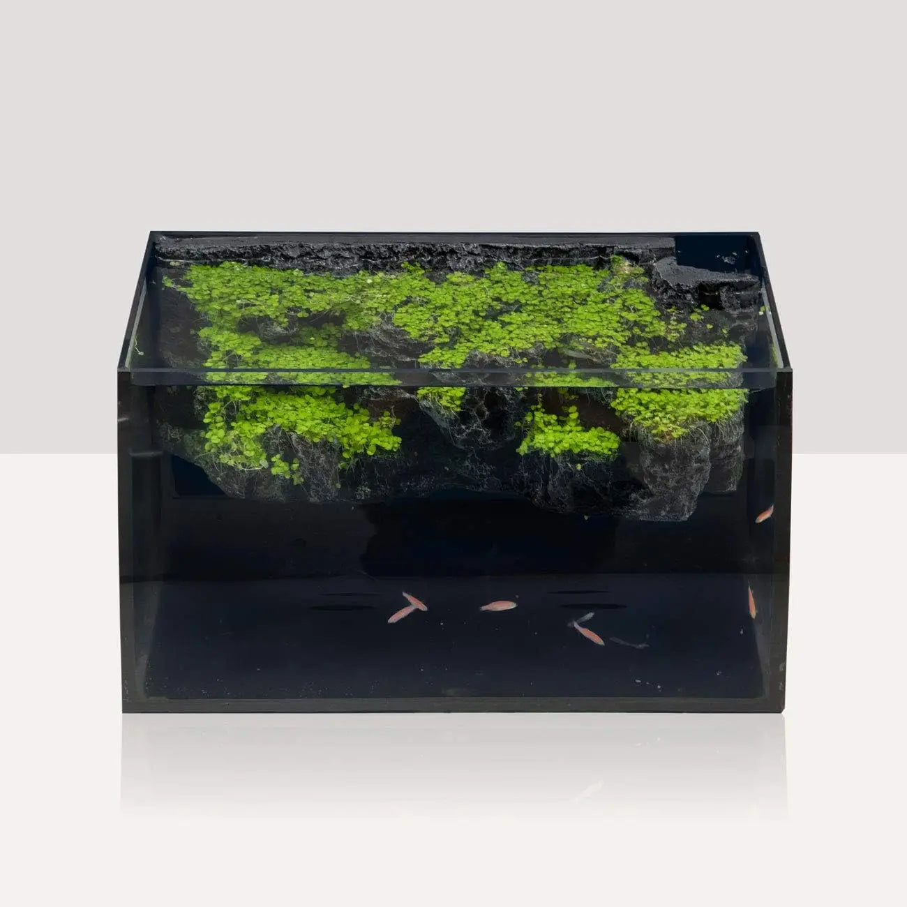 8 Gallon LED Glass Aquarium Kit