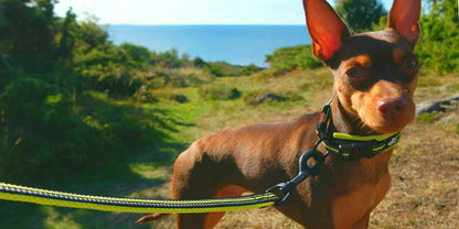 Dog Walking Collar