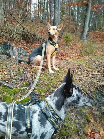 Dog Leash with Padded Handle