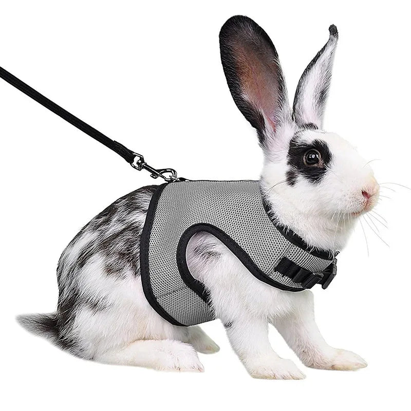 Small Mesh Harness/Leash