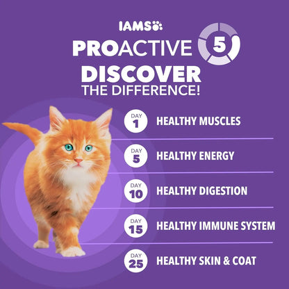 Healthy Kitten Dry Cat Food