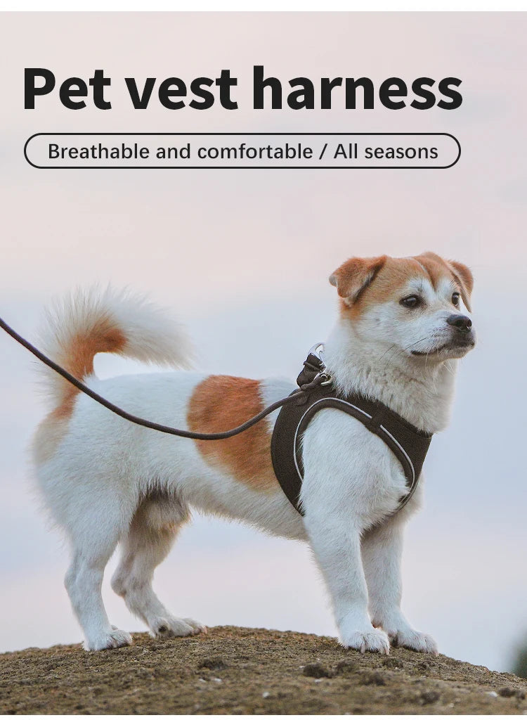 Dog Harness Leash Set