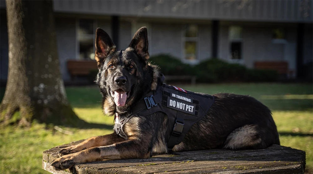 Large Dog Harness And Leash