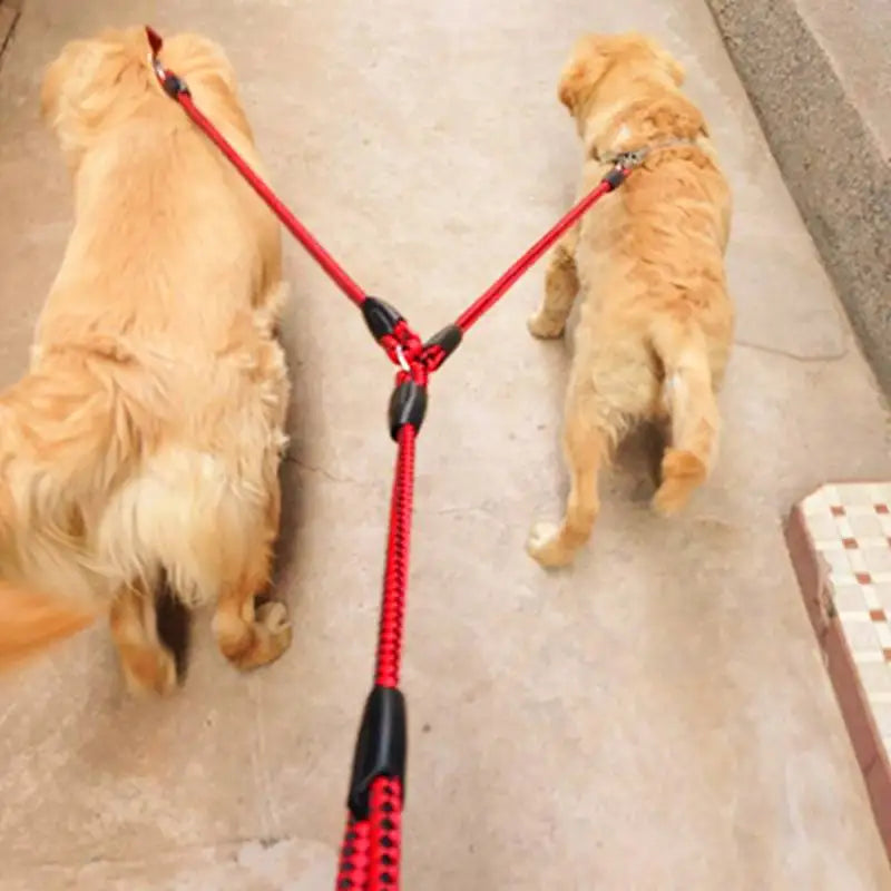 Training Double Dogs Leashes