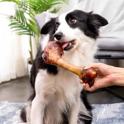 Large Cow Bone