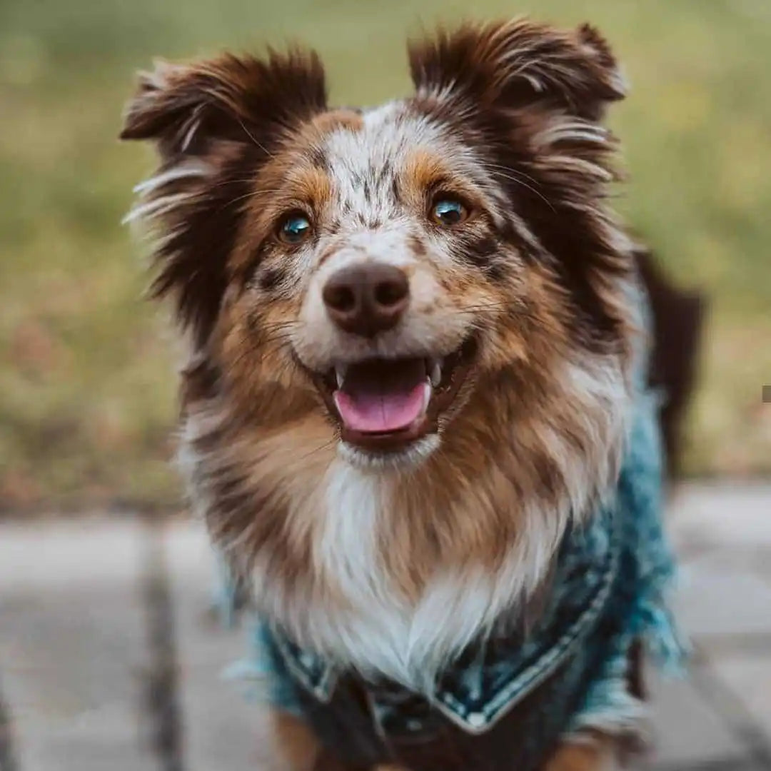 Pet Dog Jeans Jacket Denim Coats