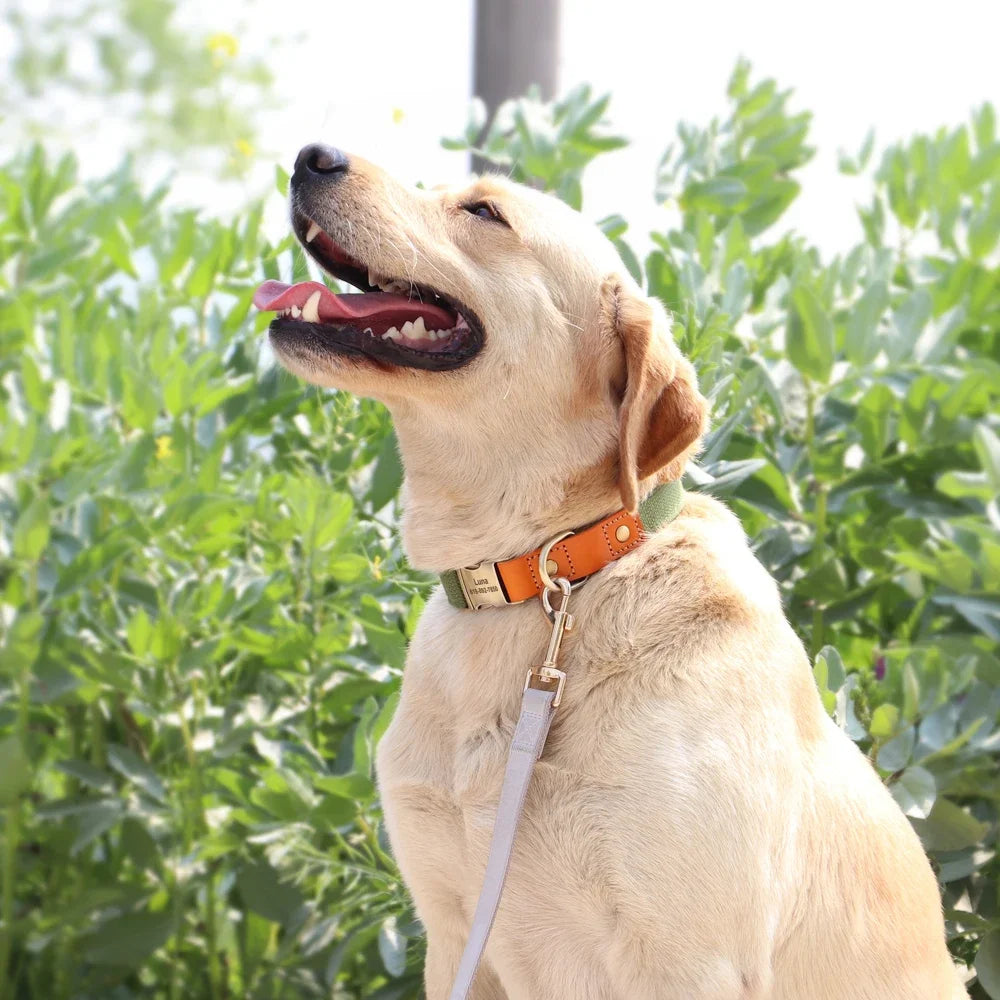 Nylon Custom  Collar Leash Set